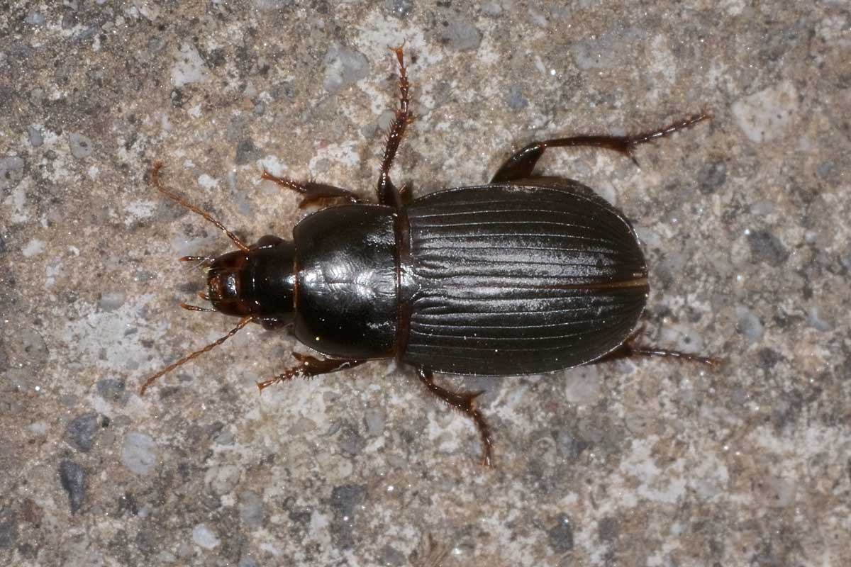 Harpalus sp.